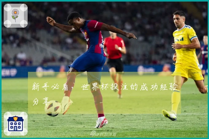 新手必看，世界杯投注的成功经验分享